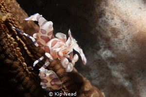 I love Harlequin Shrimp! They are just so beautiful. From... by Kip Nead 